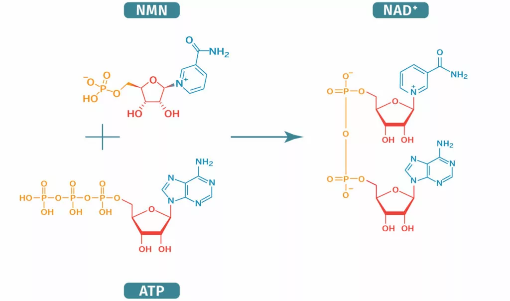 chemicka interpretácia molekúl NAD, NMN a ATP